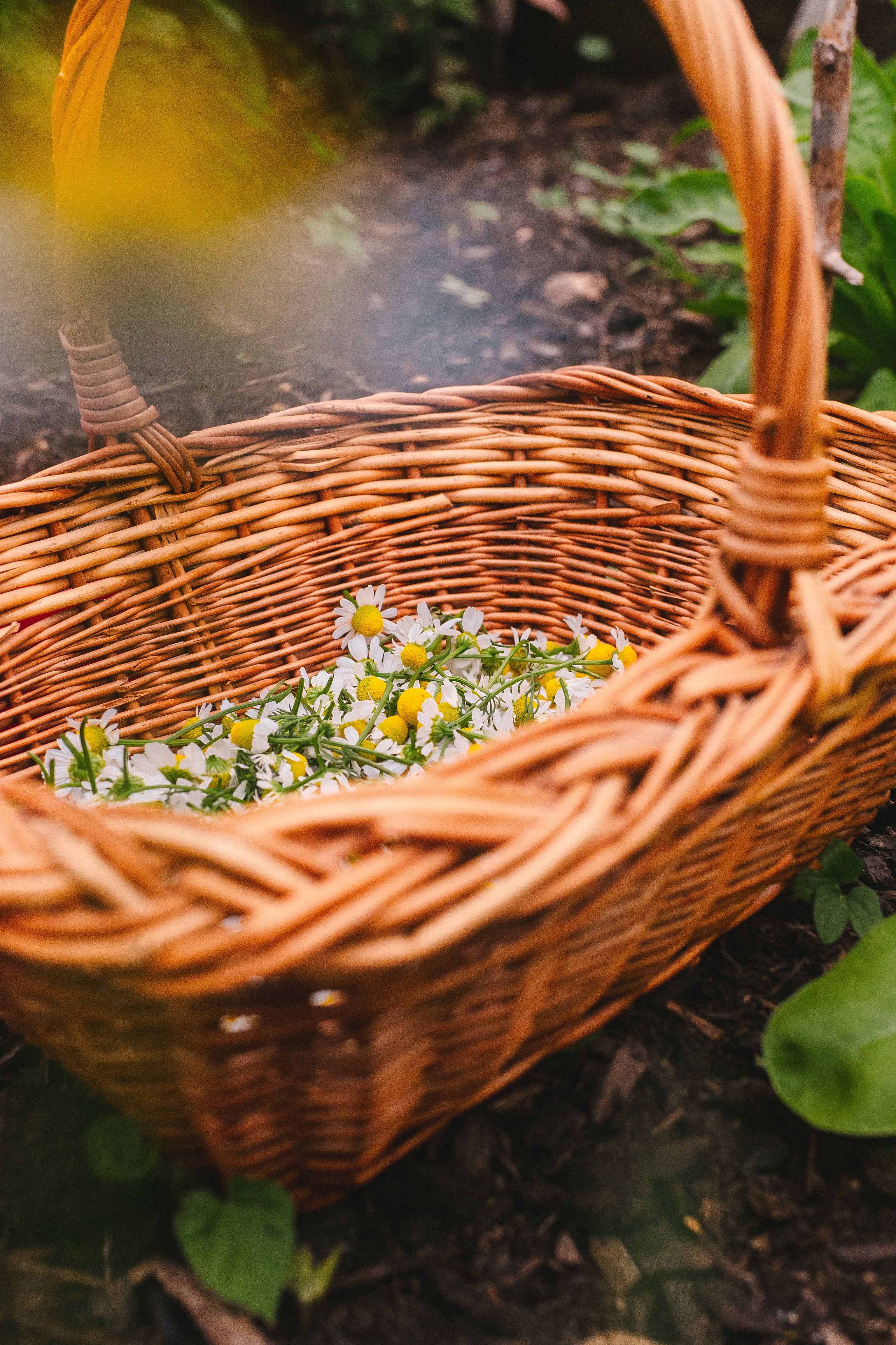 AMAZON STOREFRONT - Probably your favorite things too! You can shop, and I get a small percentage at no additional cost to you!  thumbnail