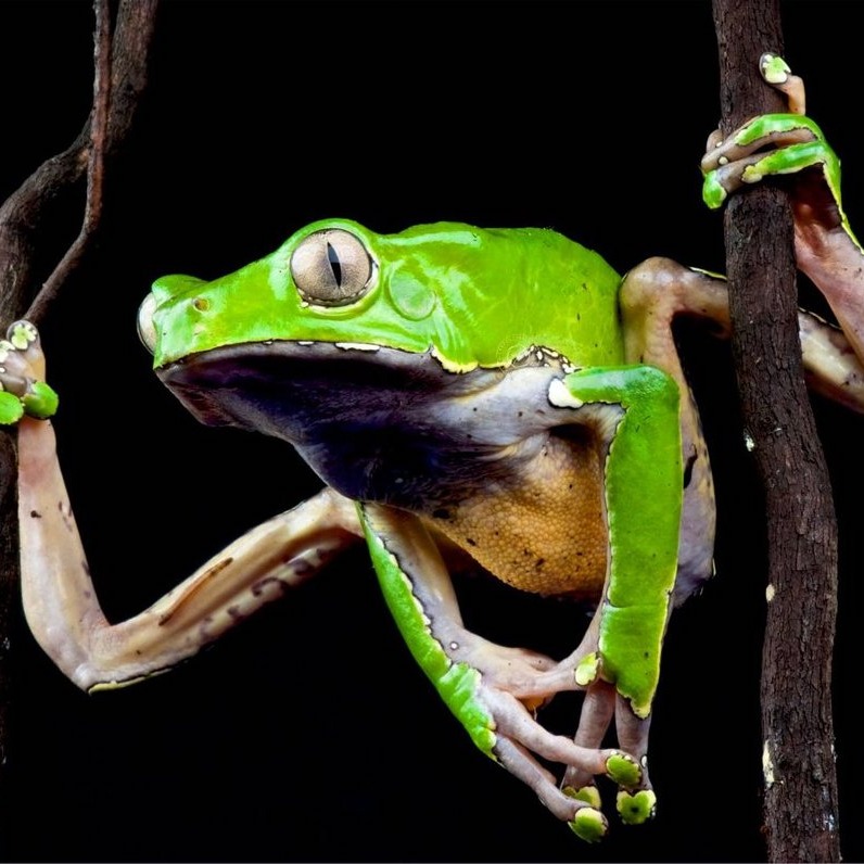 FAQ: What is Kambo? thumbnail