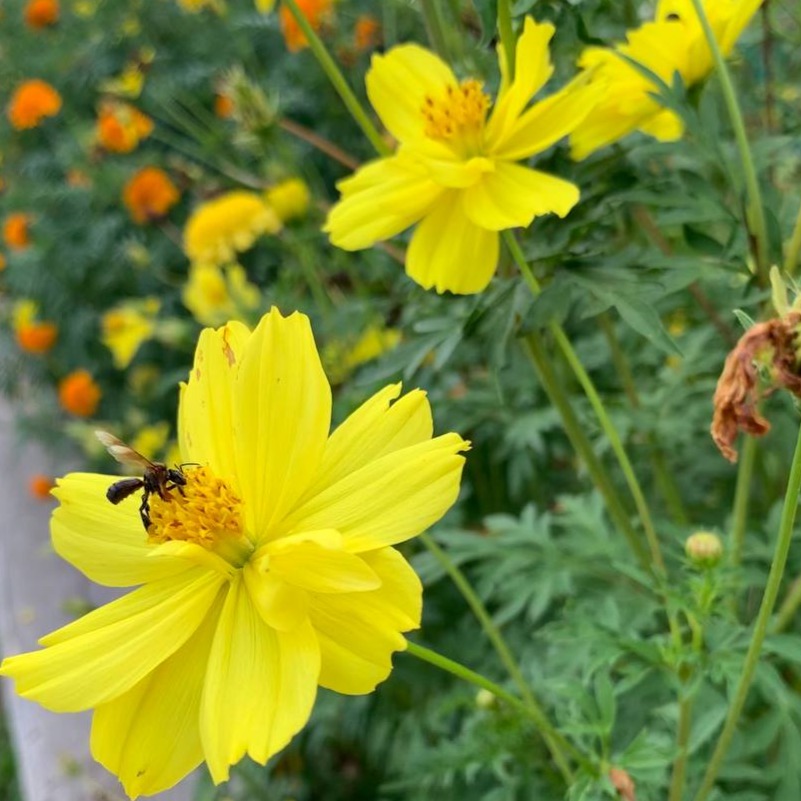 Stingless Bee Honey thumbnail