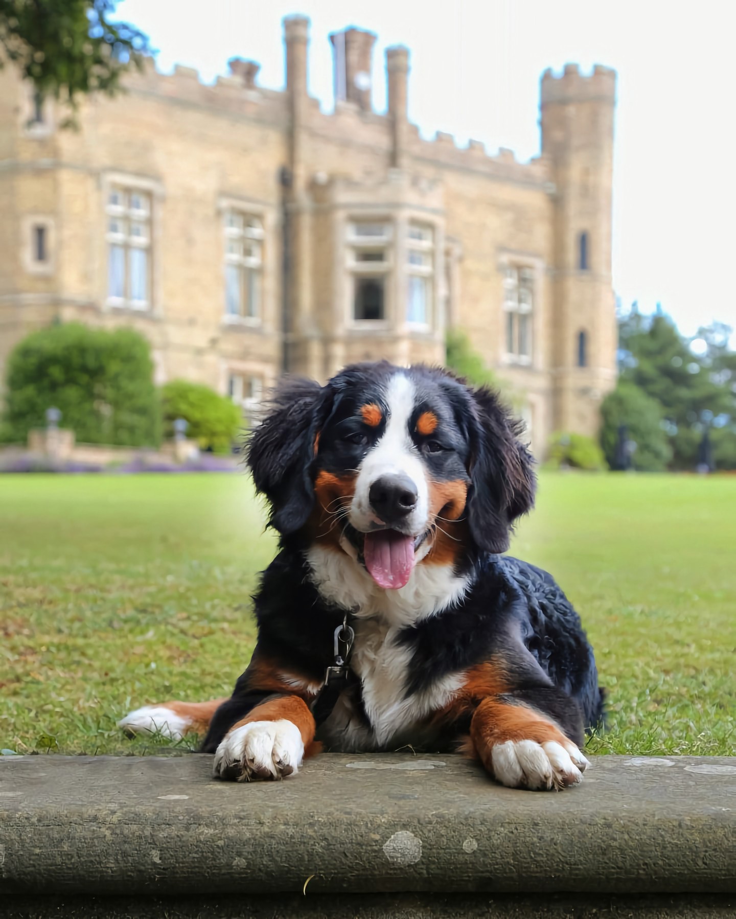 Pawsome news! 🐾 We're happy to welcome your furry friends at Cave Castle Hotel. Our limited number of dog-friendly rooms