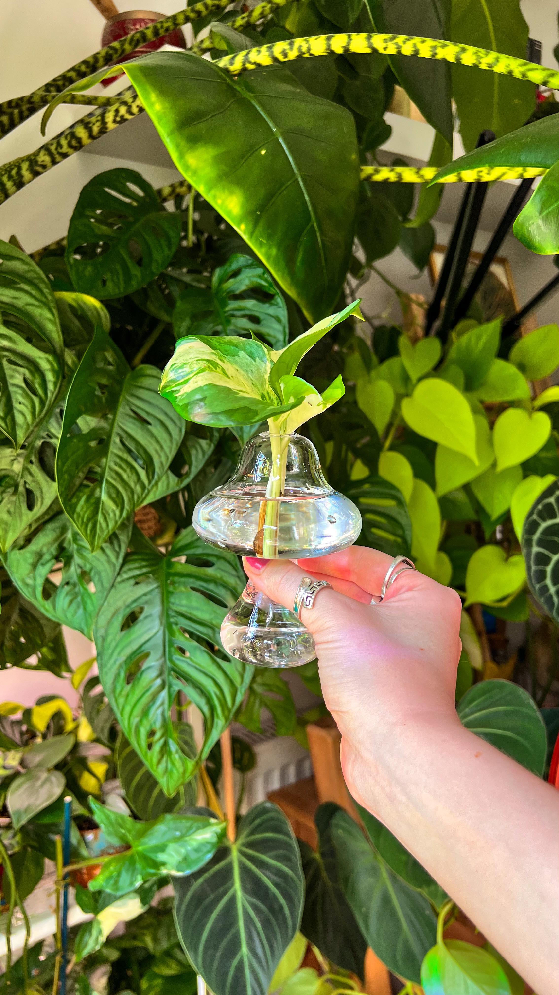 Prop with me 🌱 MUSHROOM STYLE 🍄🌟

Propagation vessels gifted from @houseplantparadisee 😍

I was so excited to get some l