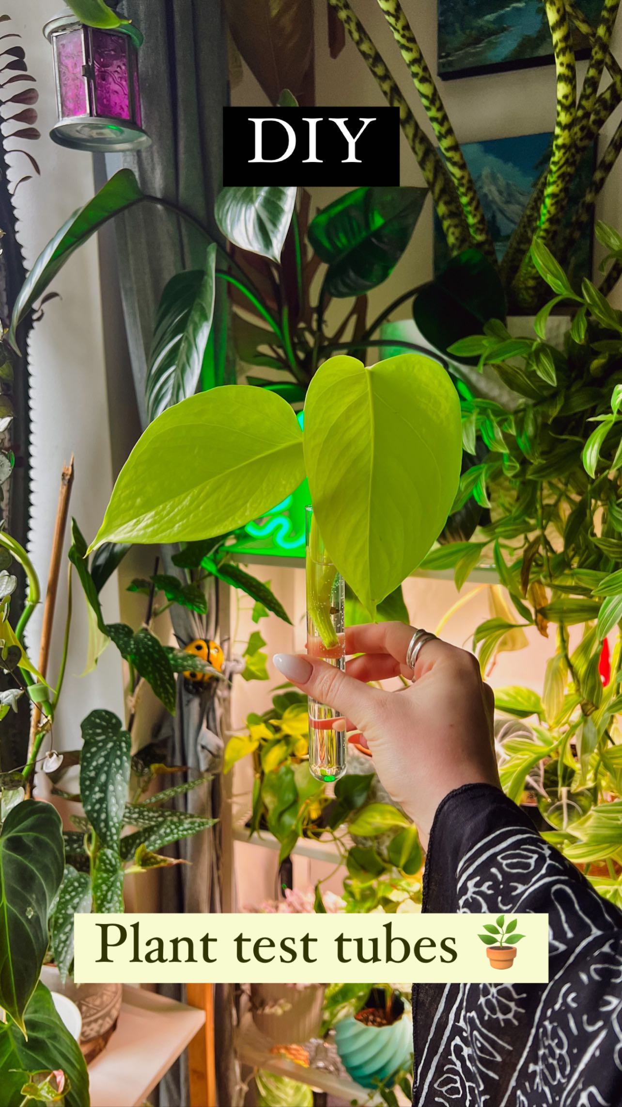 DIY with me! 🌱 Propagation test tubes 😍

This is such a great space saving way to keep propagations instead of having ja