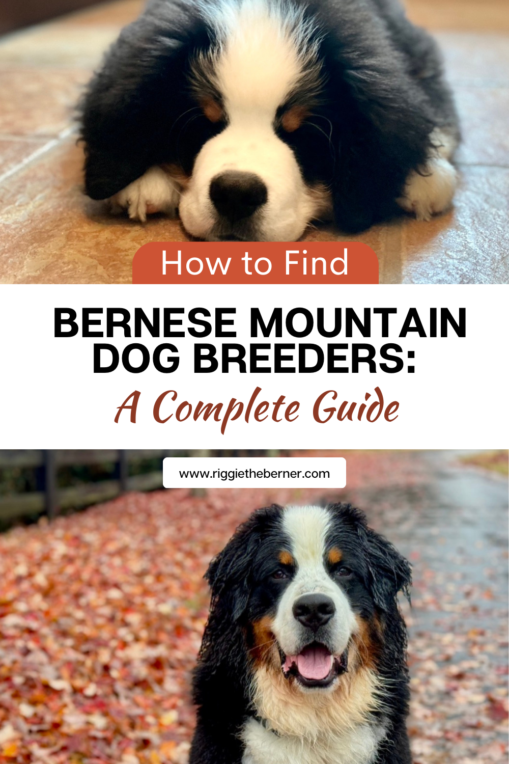 🐕‍🦺 How to Find Bernese Mountain Dog Breeders: A Complete Guide thumbnail