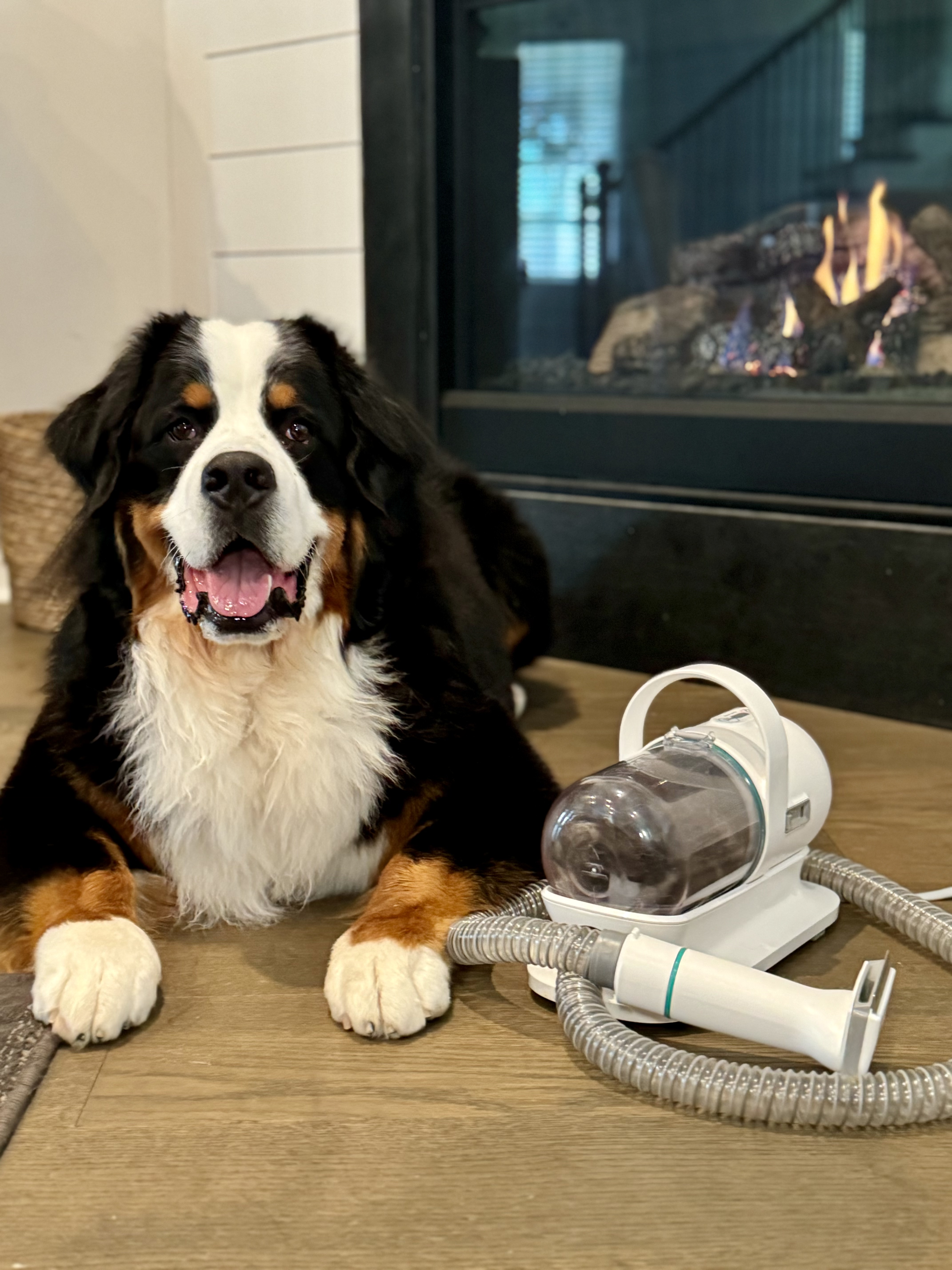 🪮 Pet Grooming Vacuum: A Comprehensive Review of Neakasa thumbnail