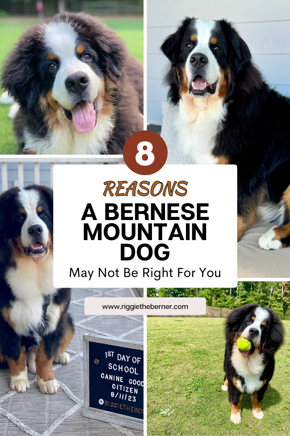 🚫 8 Reasons a Bernese Mountain Dog May Not Be Right for You thumbnail