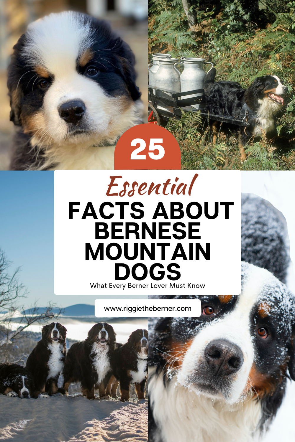 🐾 Info about Bernese Mountain Dogs thumbnail