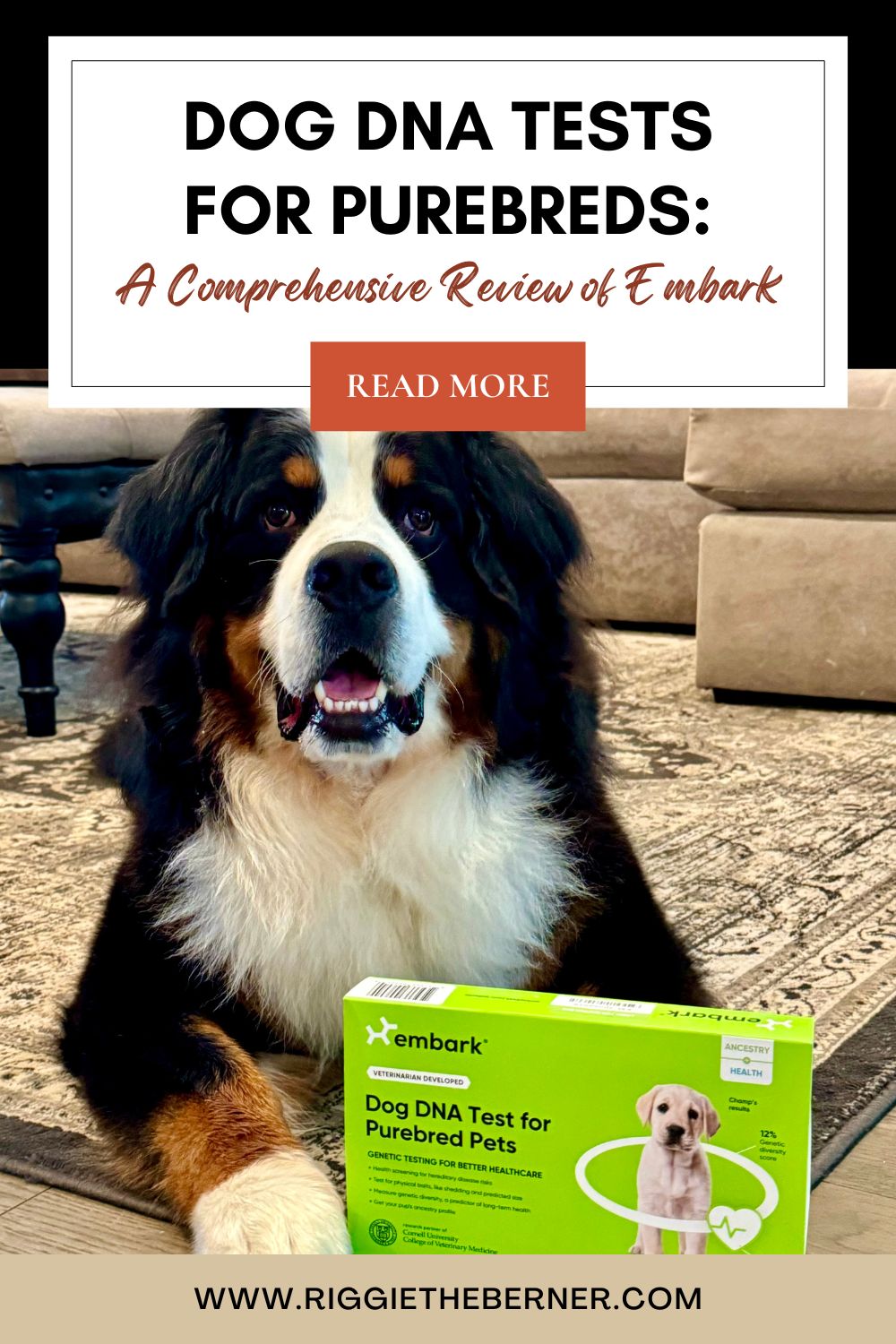 🧬 Dog DNA Tests for Purebreds: A Comprehensive Review of Embark thumbnail