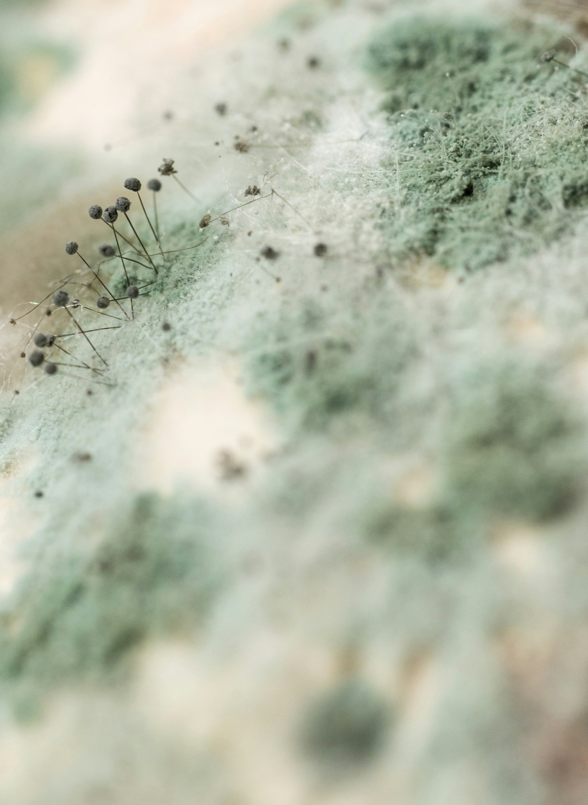 Affordable Mold Testing thumbnail
