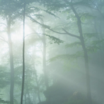 Riversong Readings: shinrin-yoku thumbnail