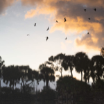 Getting Creative in Wakodahatchee Wetlands thumbnail