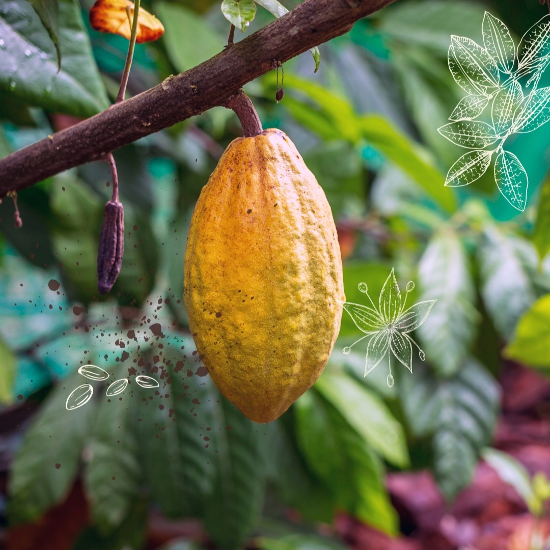 CACAO AZUL ceremony thumbnail