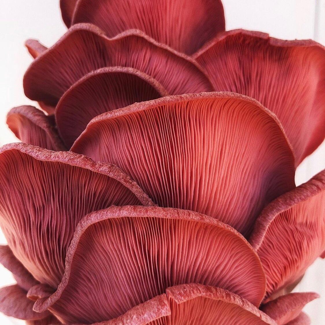 Lets Nest! thumbnail