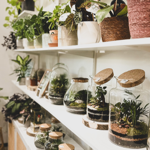 💡 FAQ TERRARIUMS thumbnail