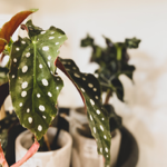 🎁 BONS CADEAUX  thumbnail