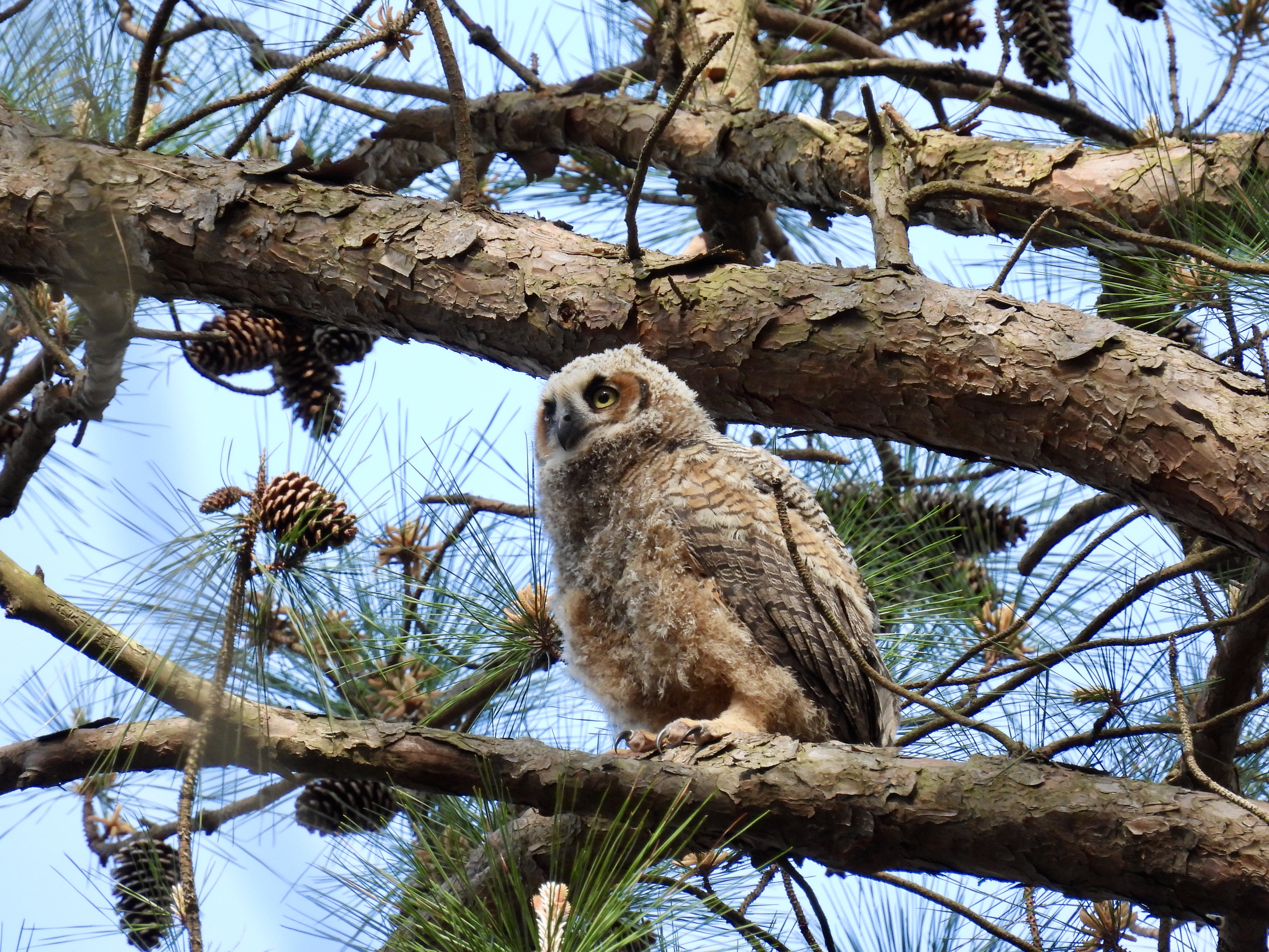 Great Horned Owls Nest - 2021 thumbnail
