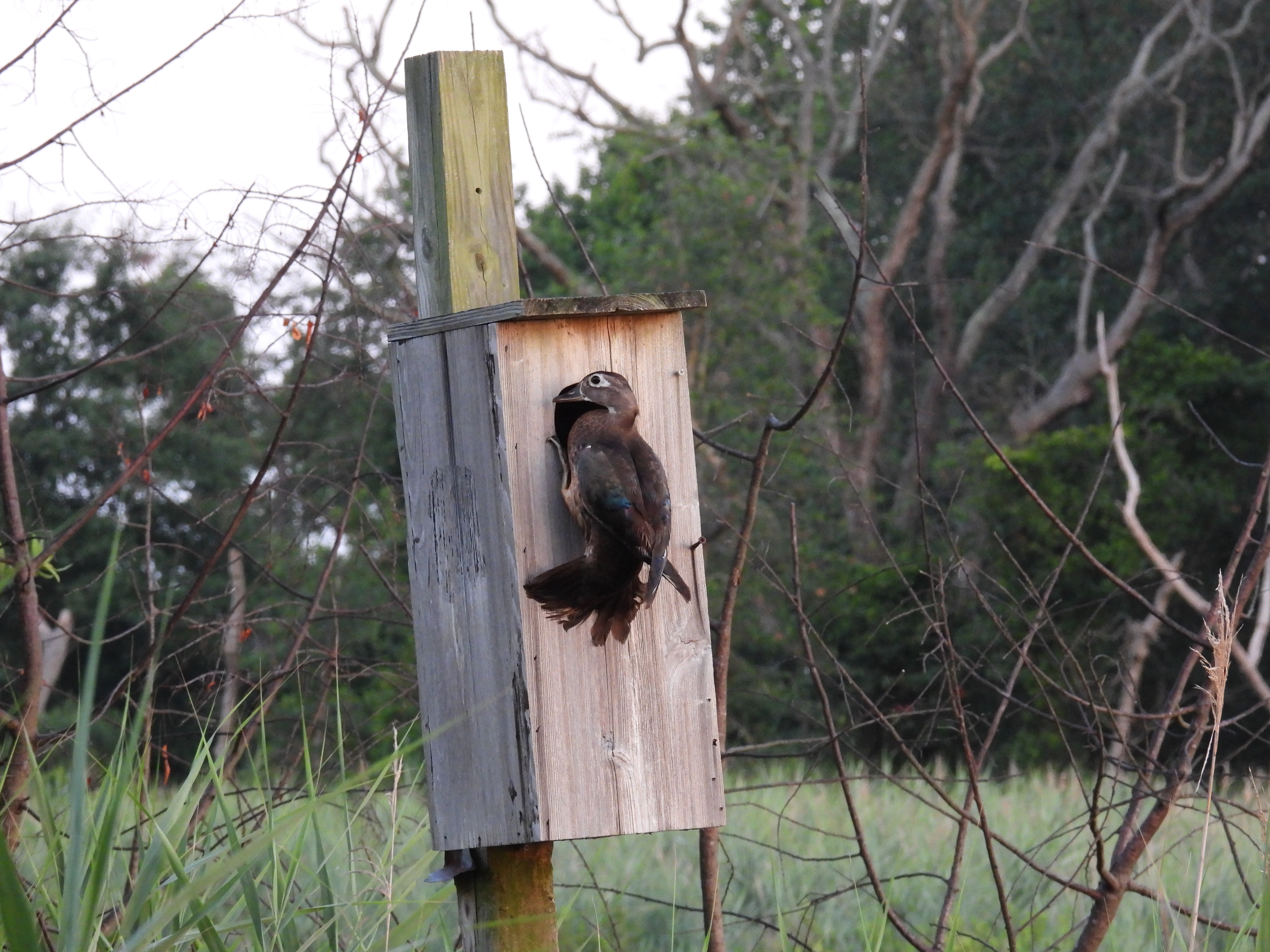 Wood Duck Nestbox - 2021 thumbnail