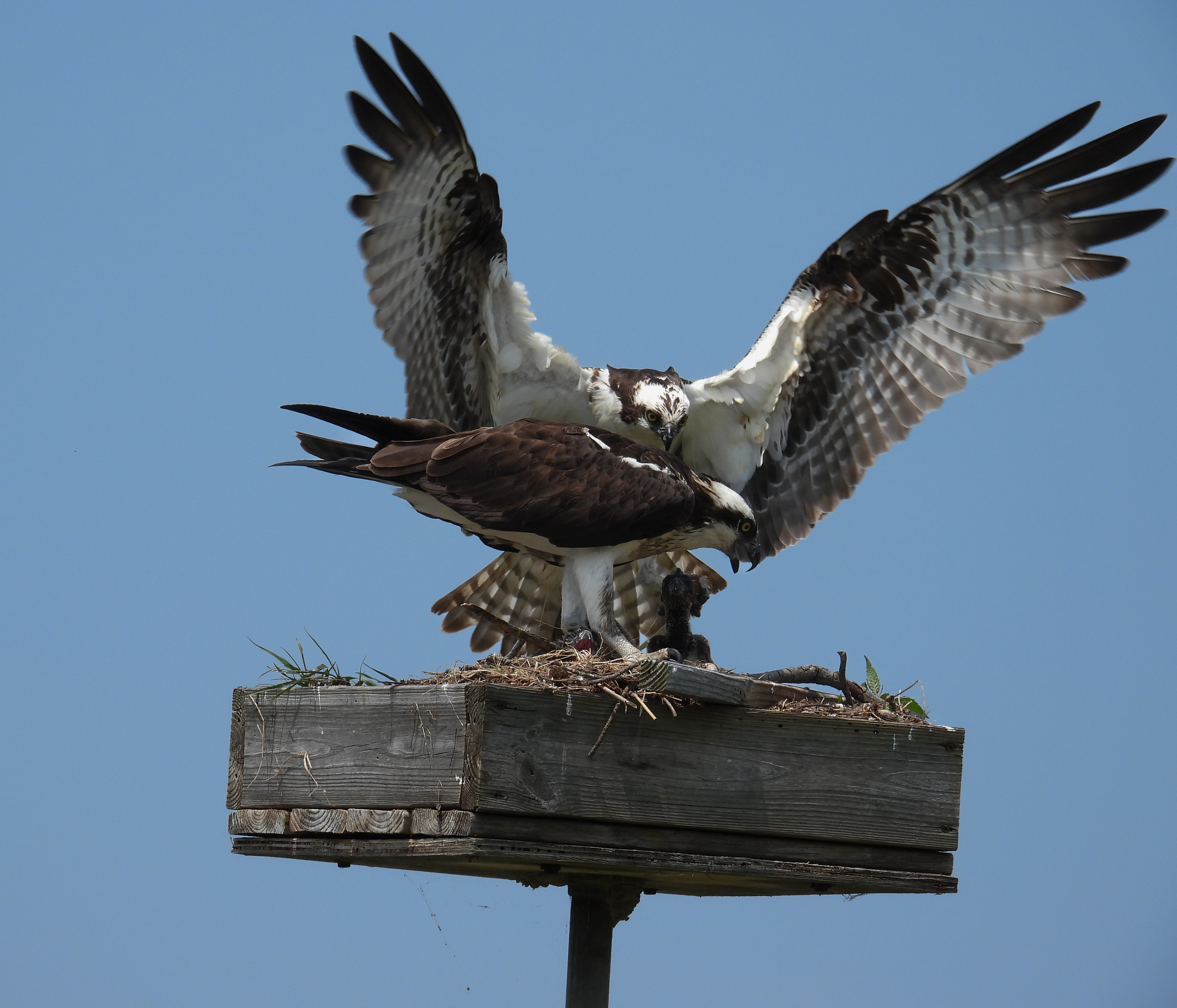 Osprey Nest - 2023 thumbnail