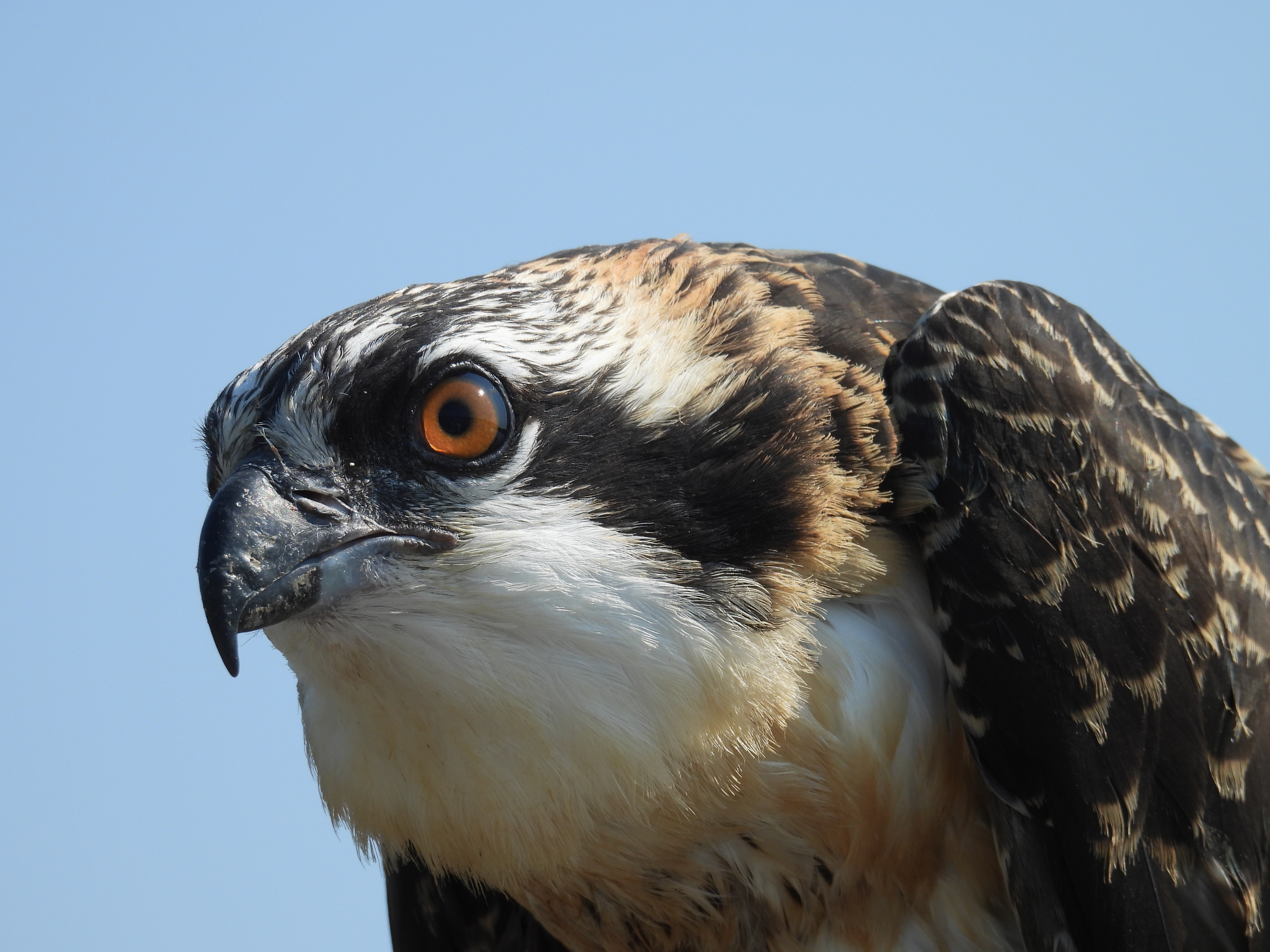 Patuxent River Osprey Trip - 2024 thumbnail