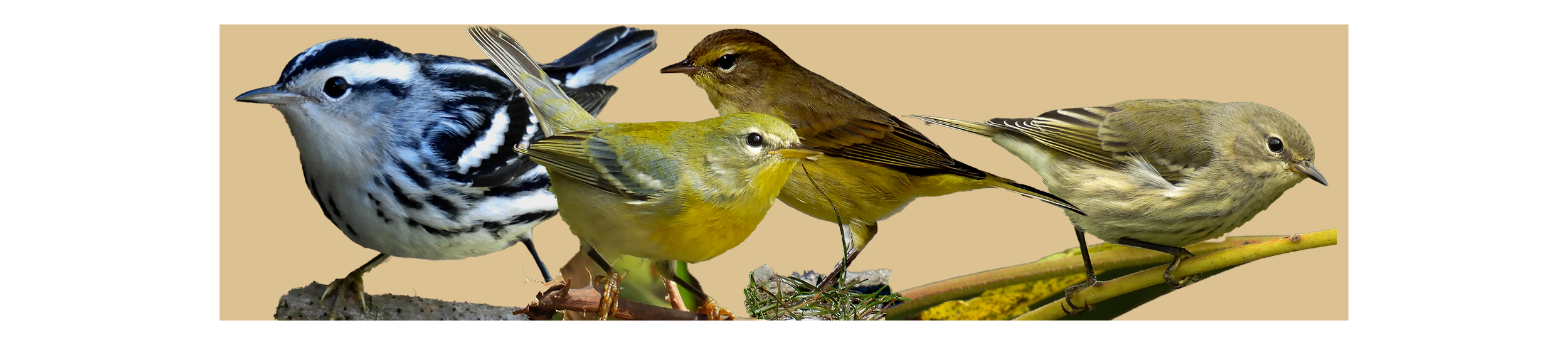 Course - Identifying Warblers - Fall thumbnail