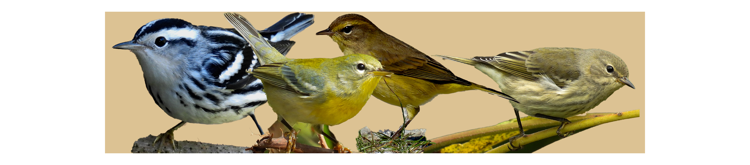 Course - Warbler Identification - Fall thumbnail