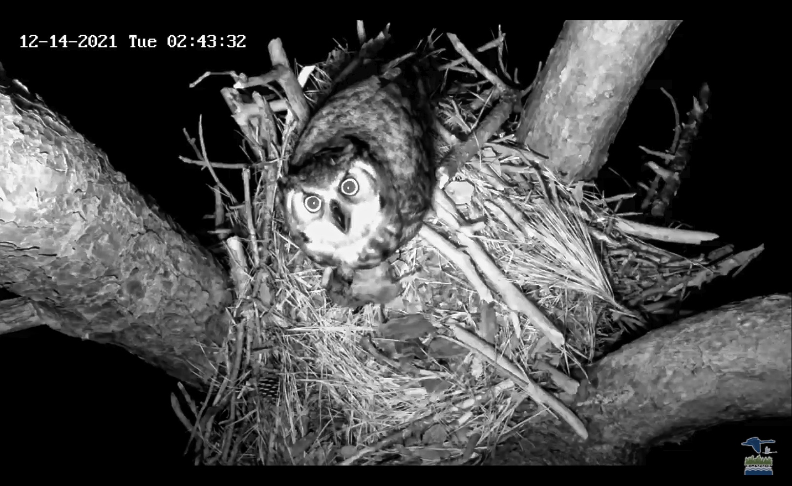 Great Horned Owl Nest - 2022 thumbnail