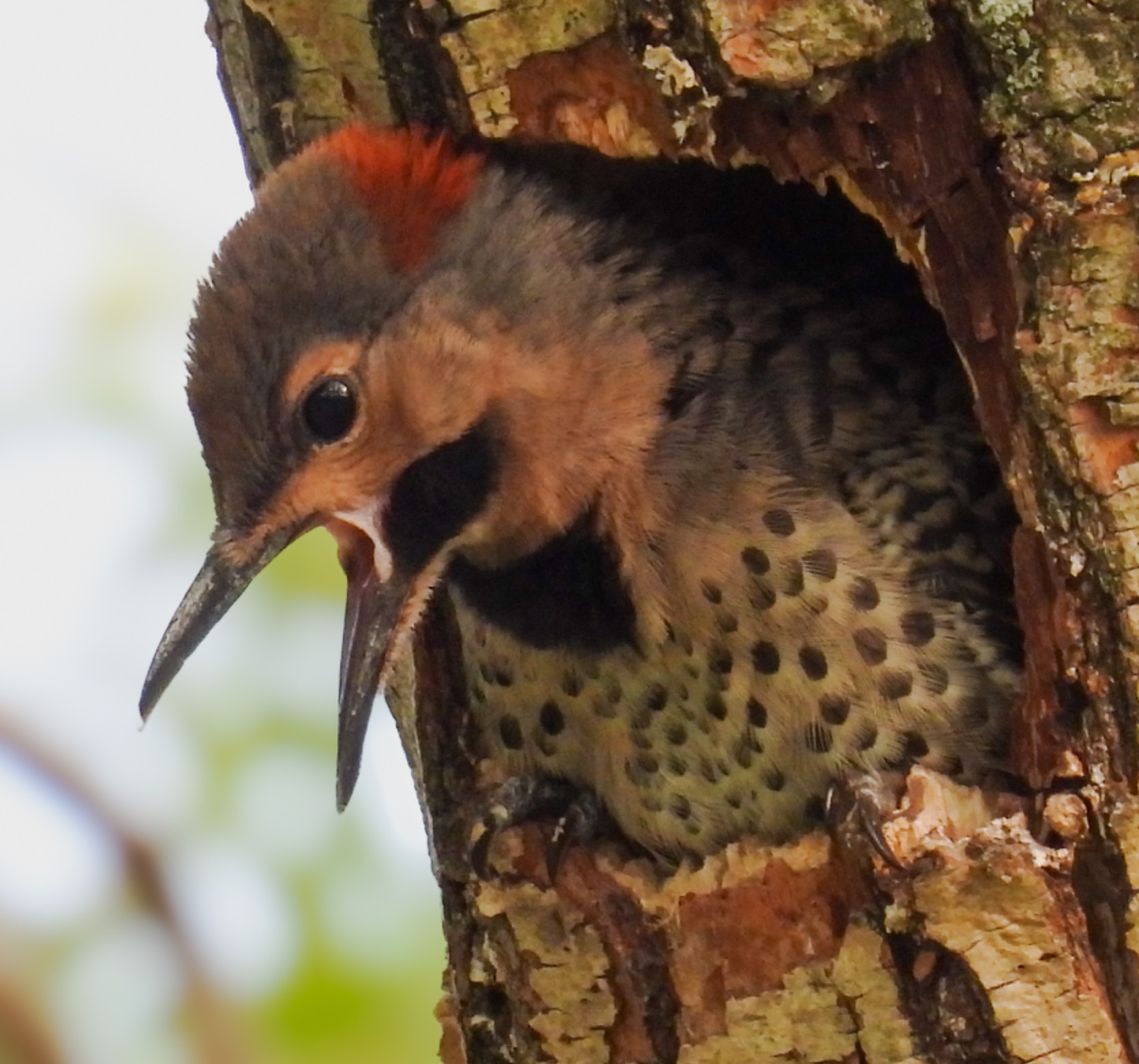 Northern Flicker - 2024 thumbnail