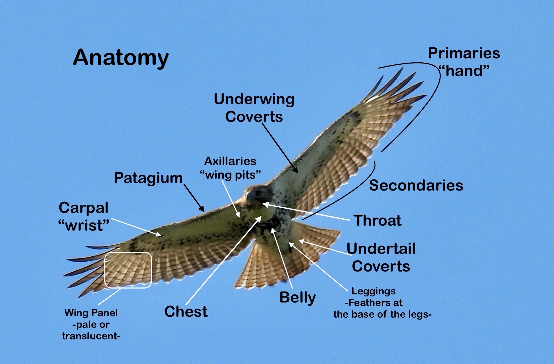 Learn how to identify raptors in flight thumbnail