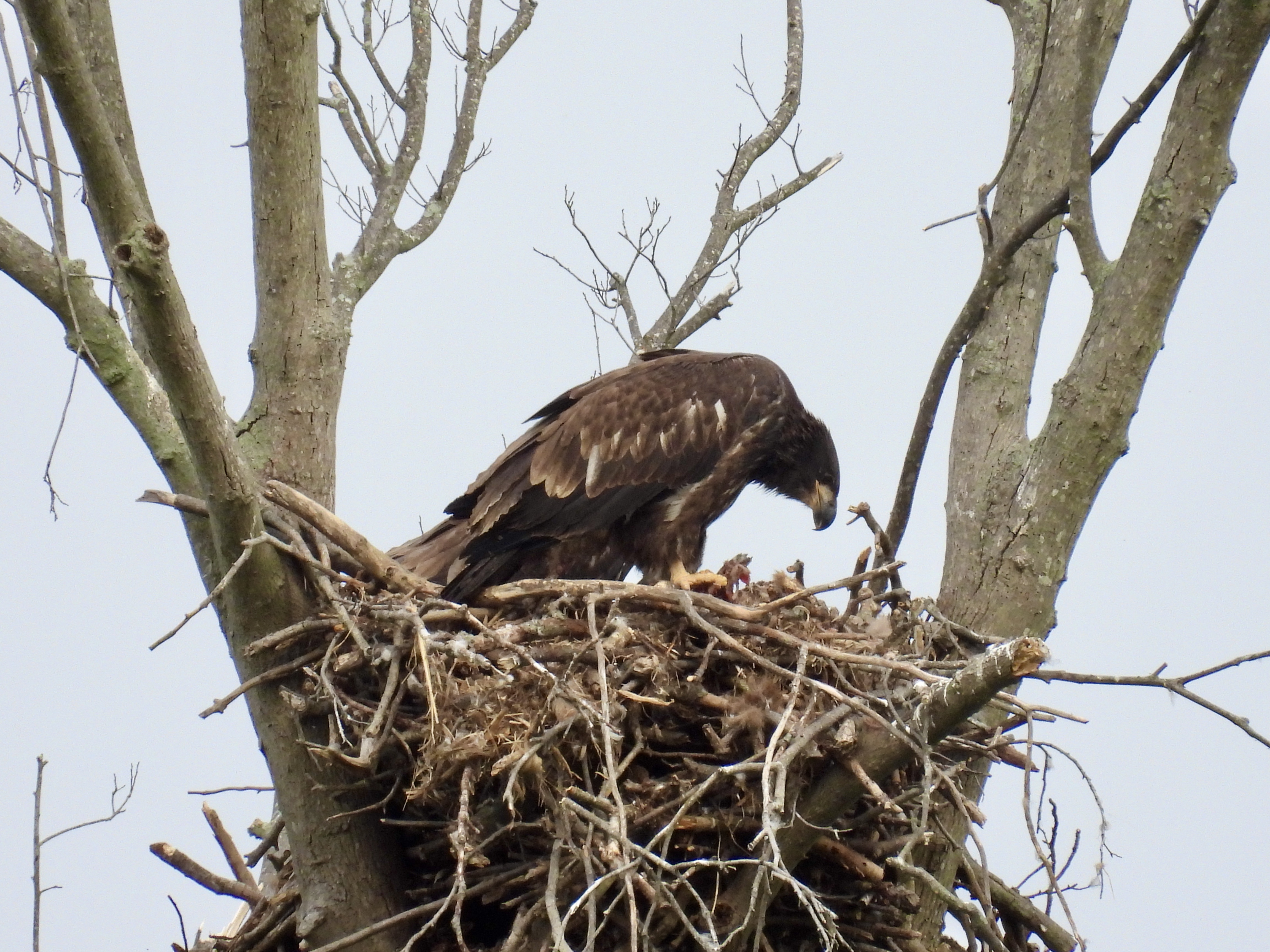 Bald Eagle Nest - 2021 thumbnail