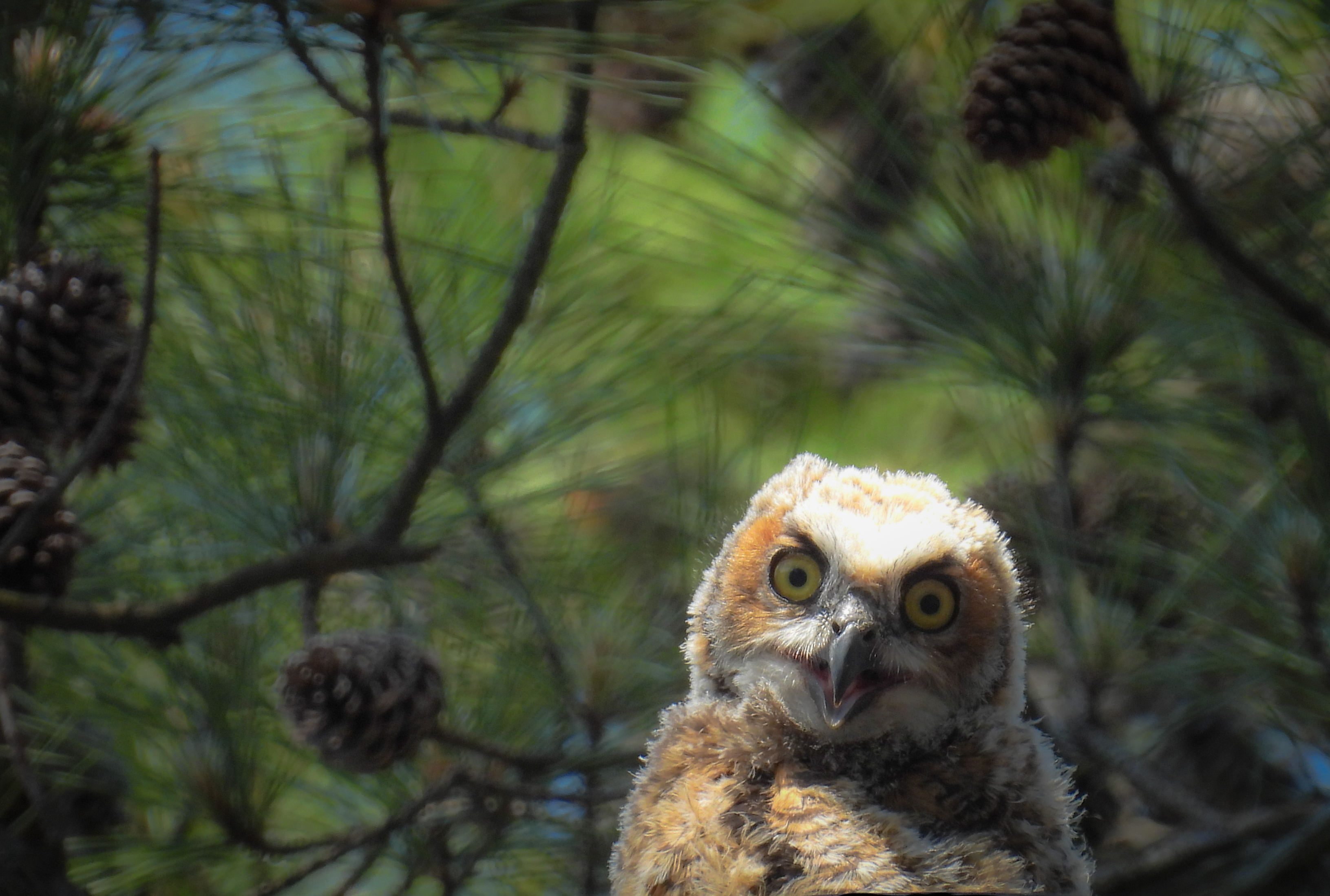 Great Horned Owl Nest - 2024 thumbnail