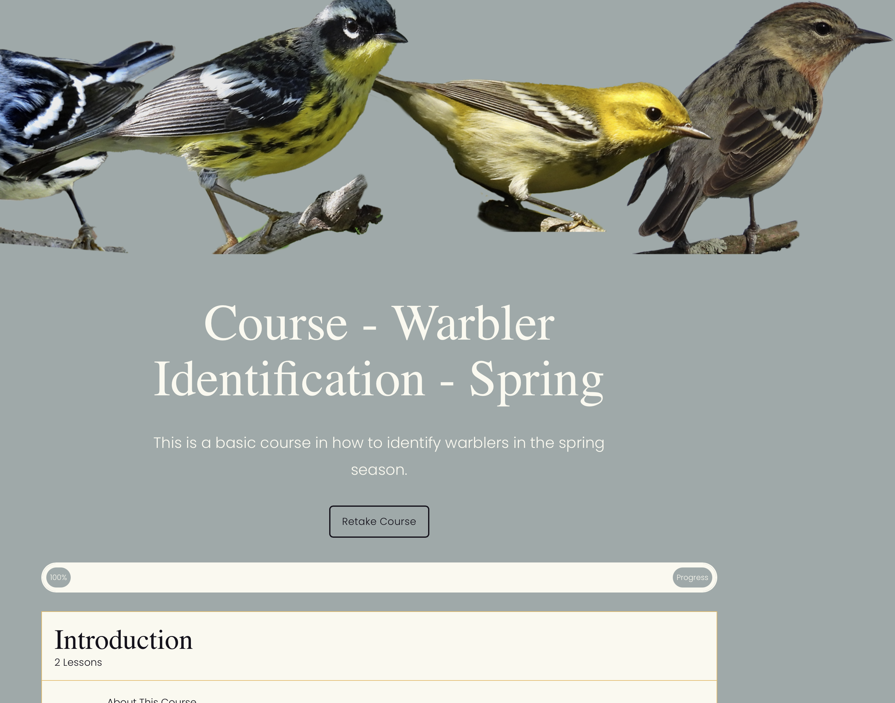 Course - Warbler Identification - Spring  thumbnail