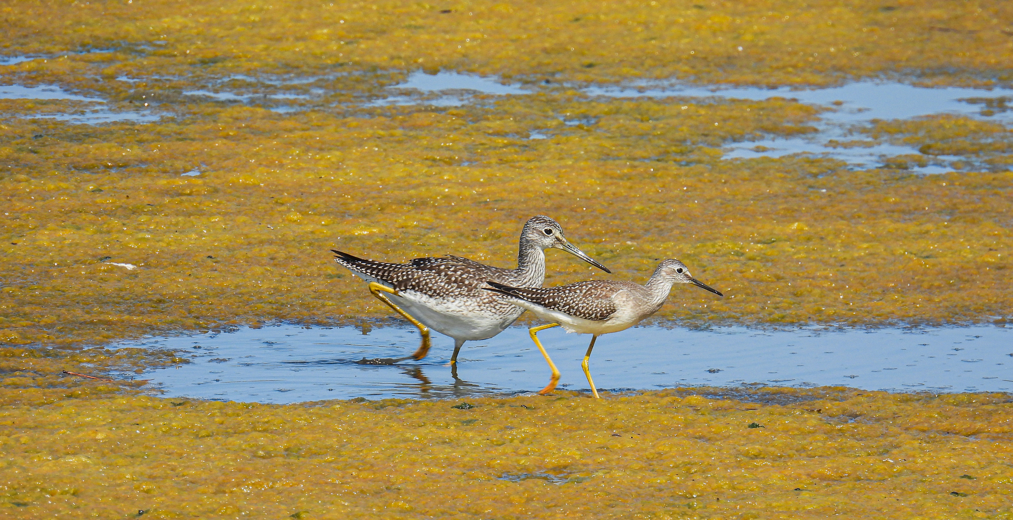 Greater vs. Lesser Yellowlegs thumbnail