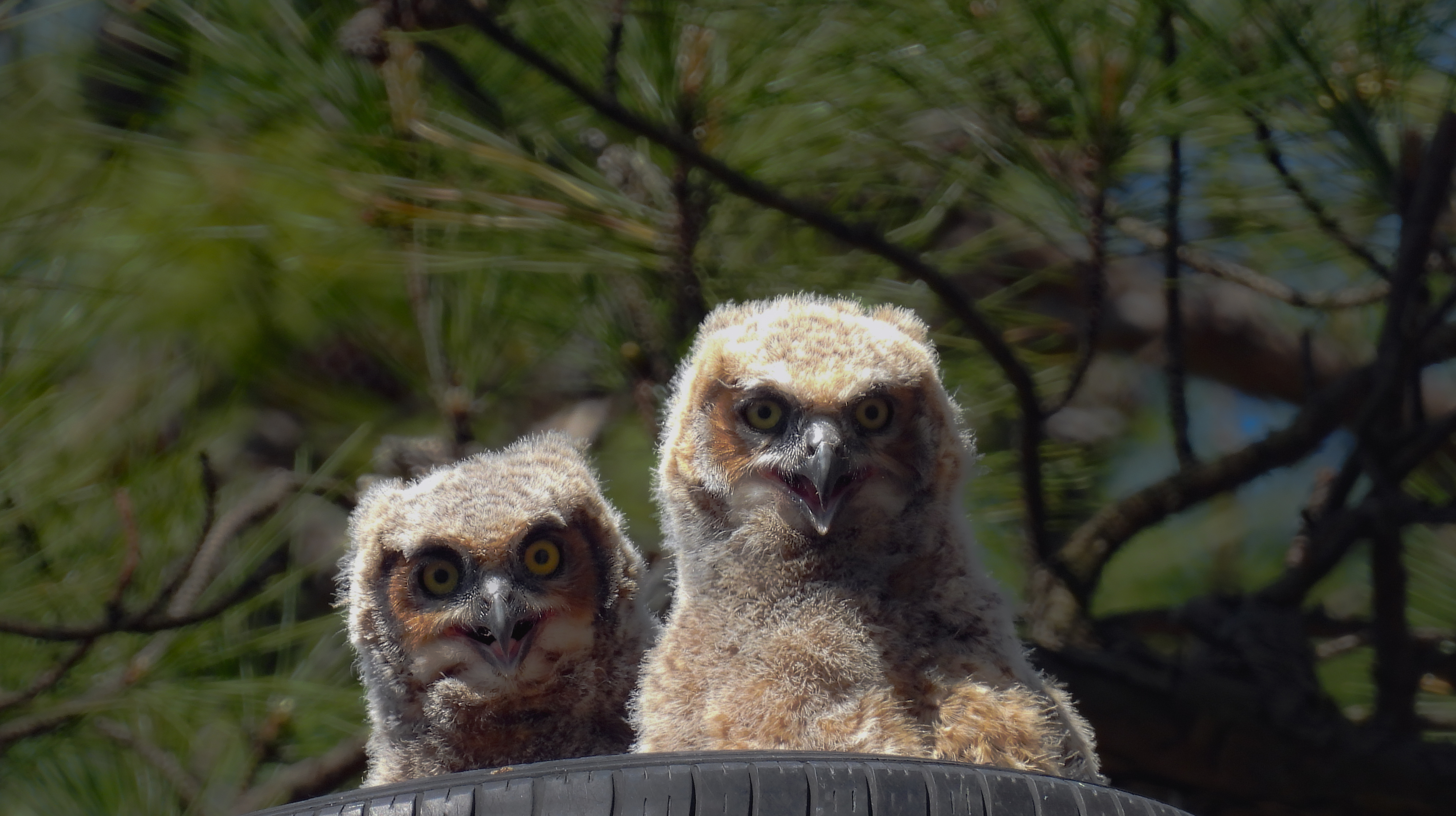 Great Horned Owl Nest - 2023 thumbnail