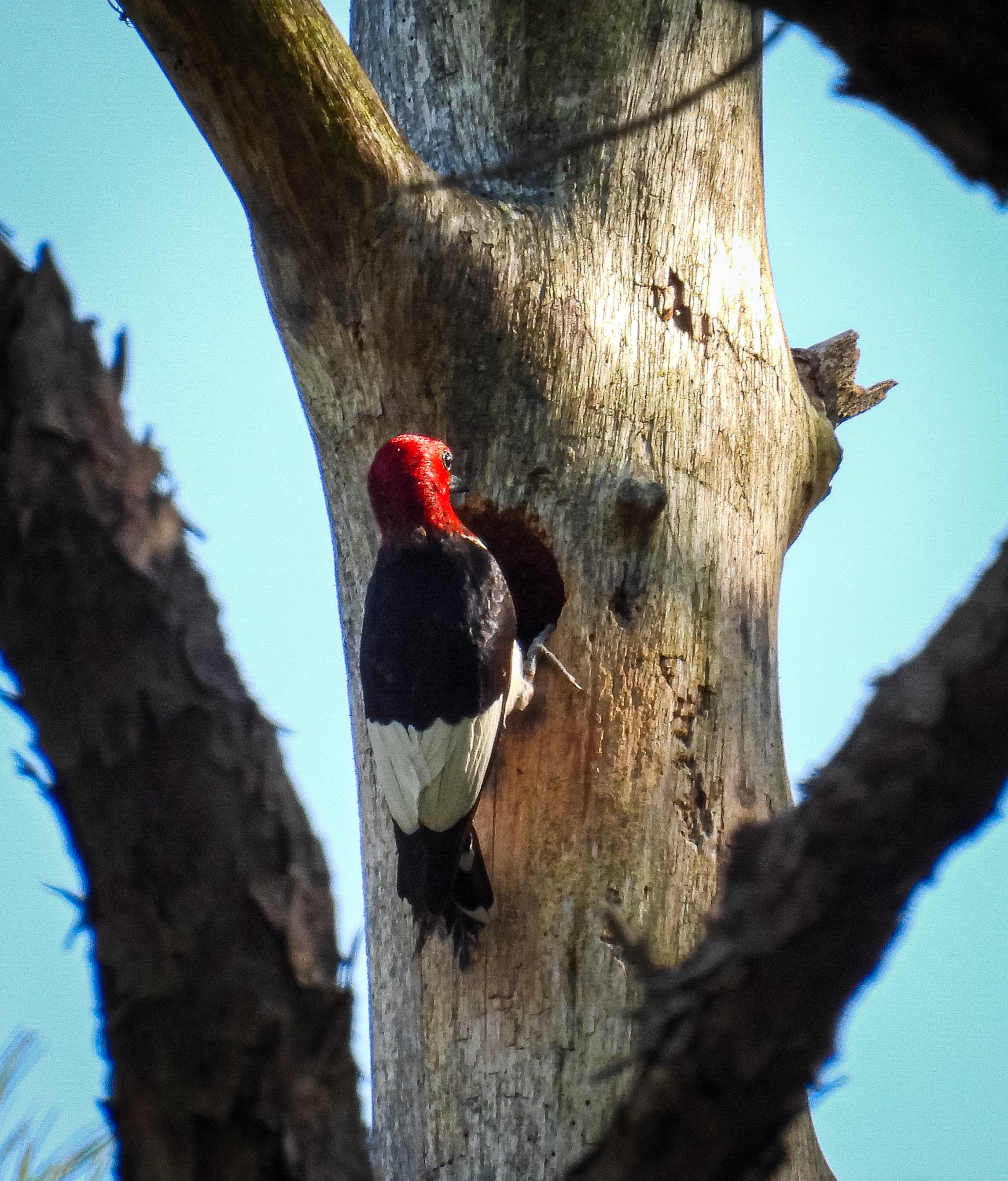 Red-headed Woodpecker - 2023 thumbnail