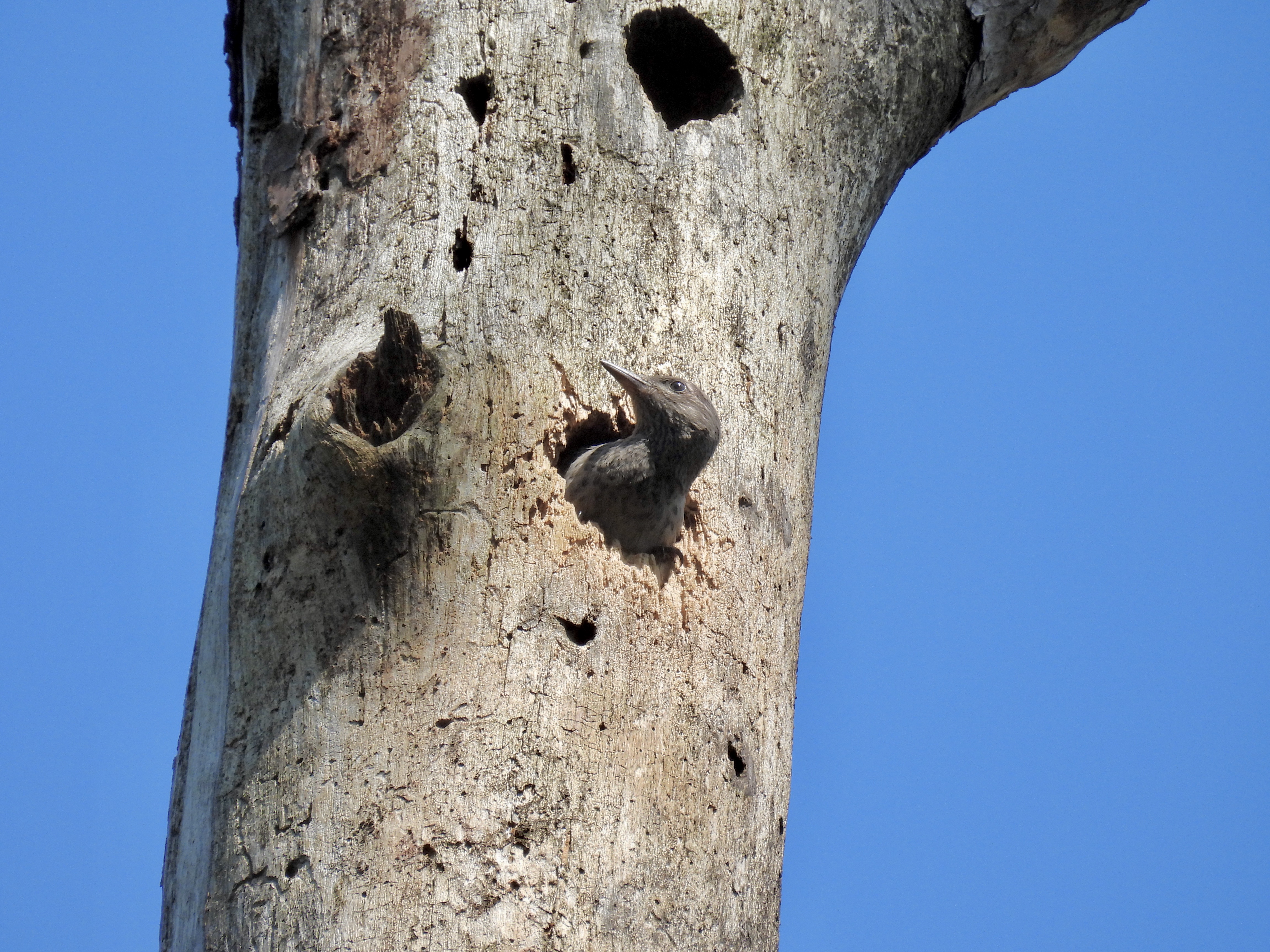 Red-headed Woodpecker Nest - 2021 thumbnail