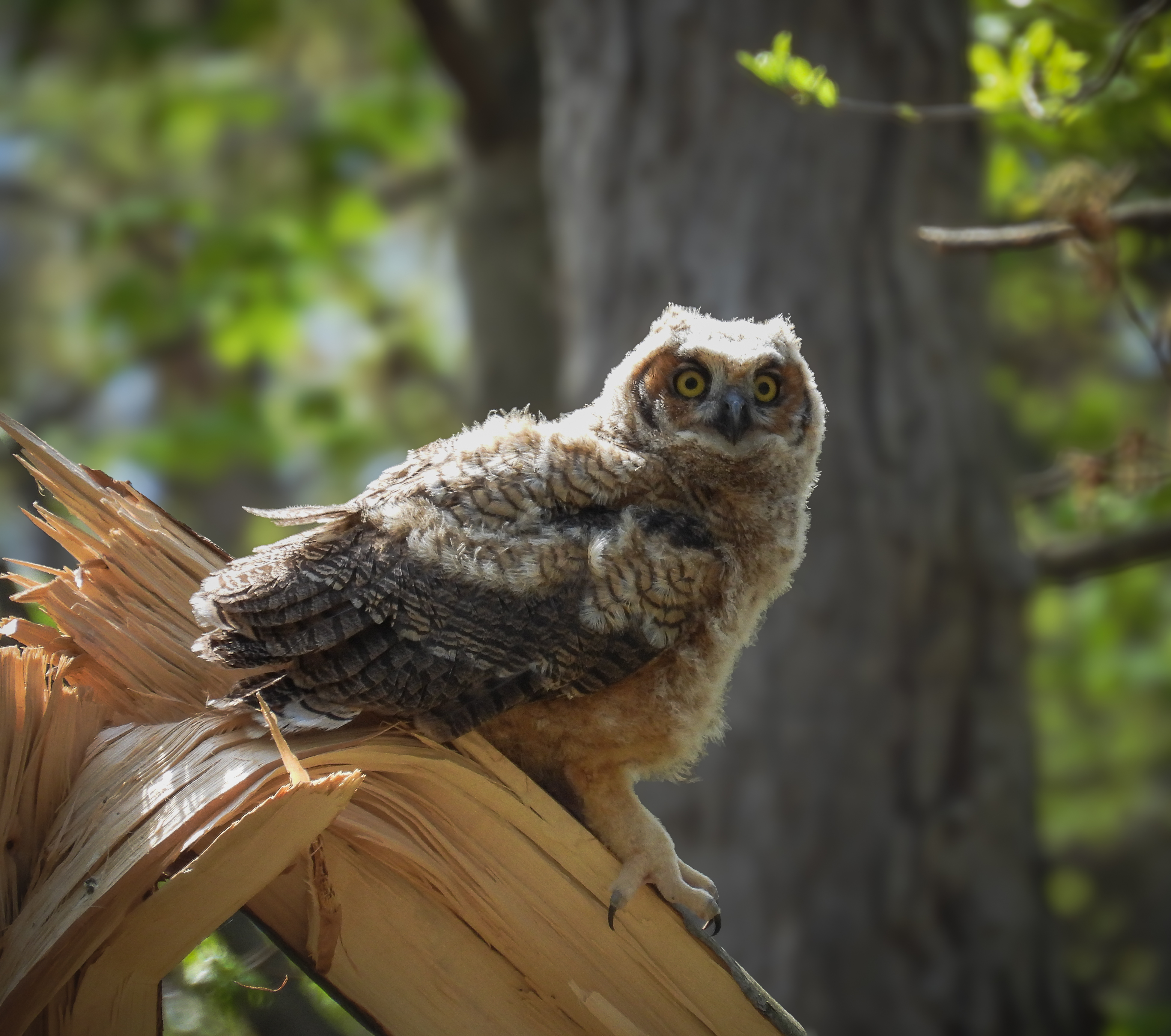 Great Horned Owls Kent Island - 2024  thumbnail