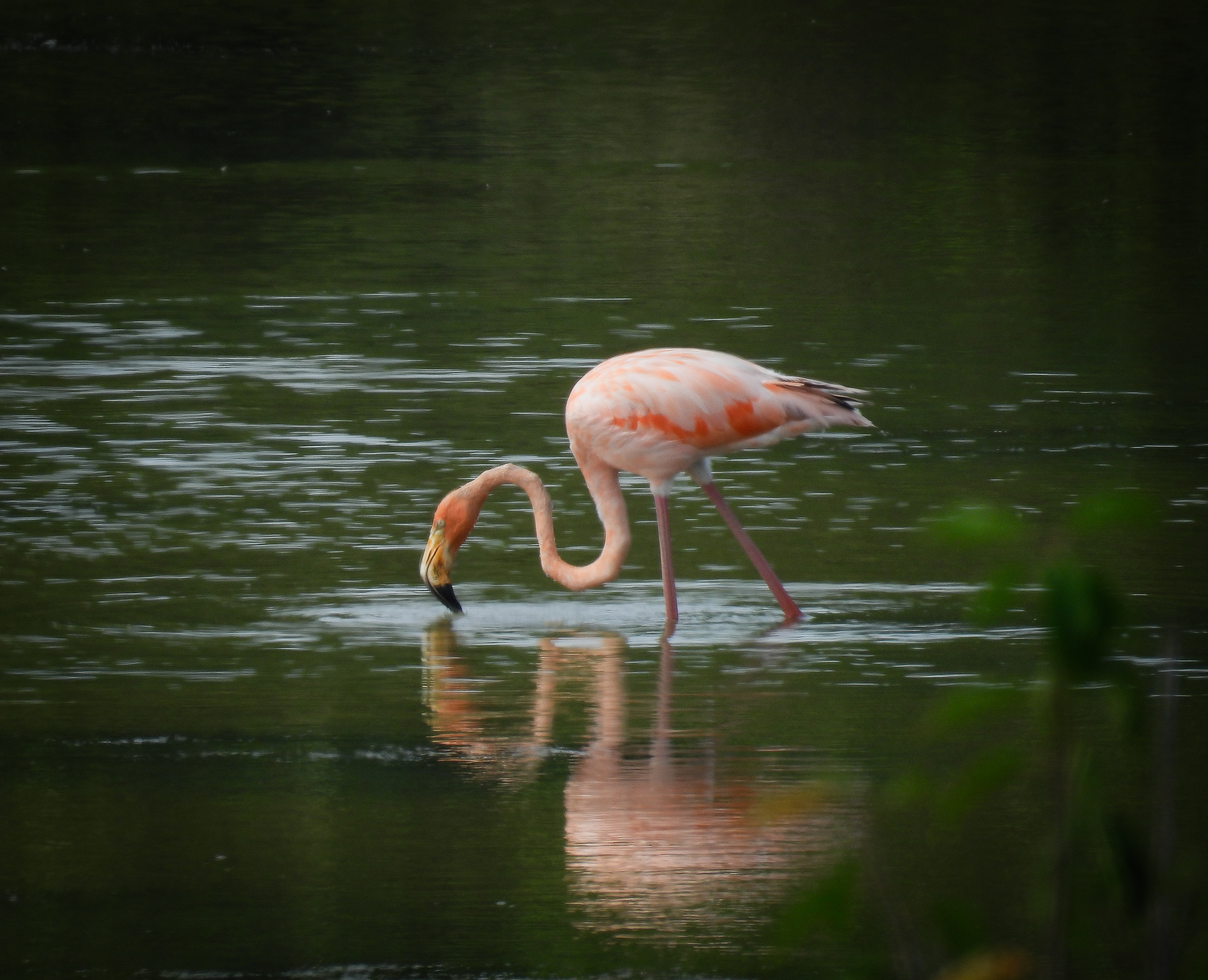 Rare Bird Sightings thumbnail