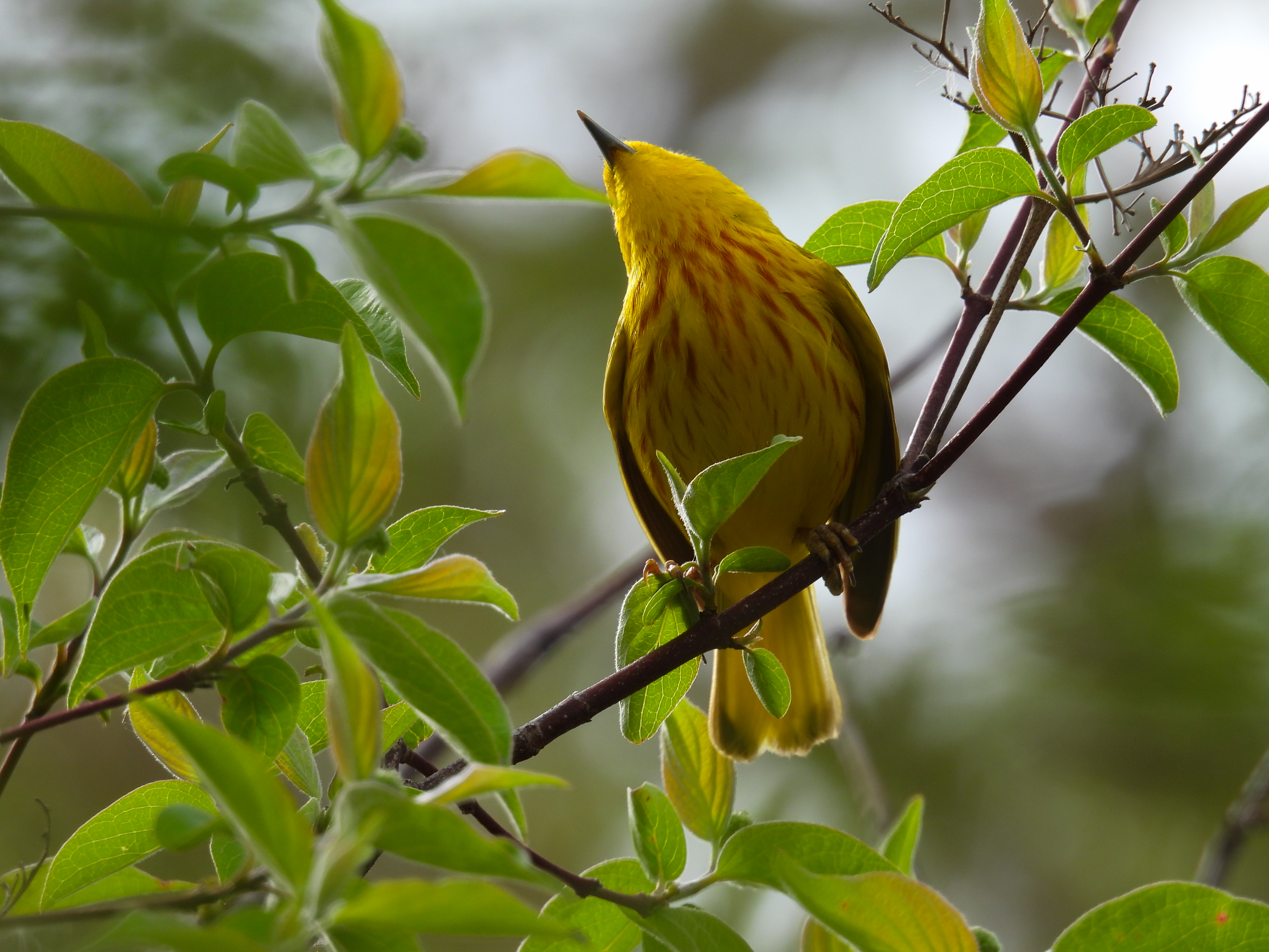 Birding.Pictures Homepage  thumbnail