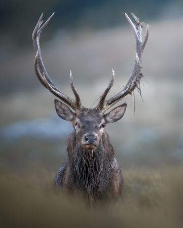 Corso di editing wildlife thumbnail