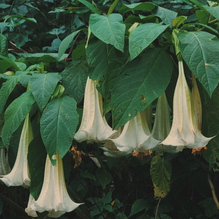 THE PRIVATE GARDEN | Experience The Abi Method through weekly rituals, reminders, wellness insights, and connection | Join us in the garden. thumbnail