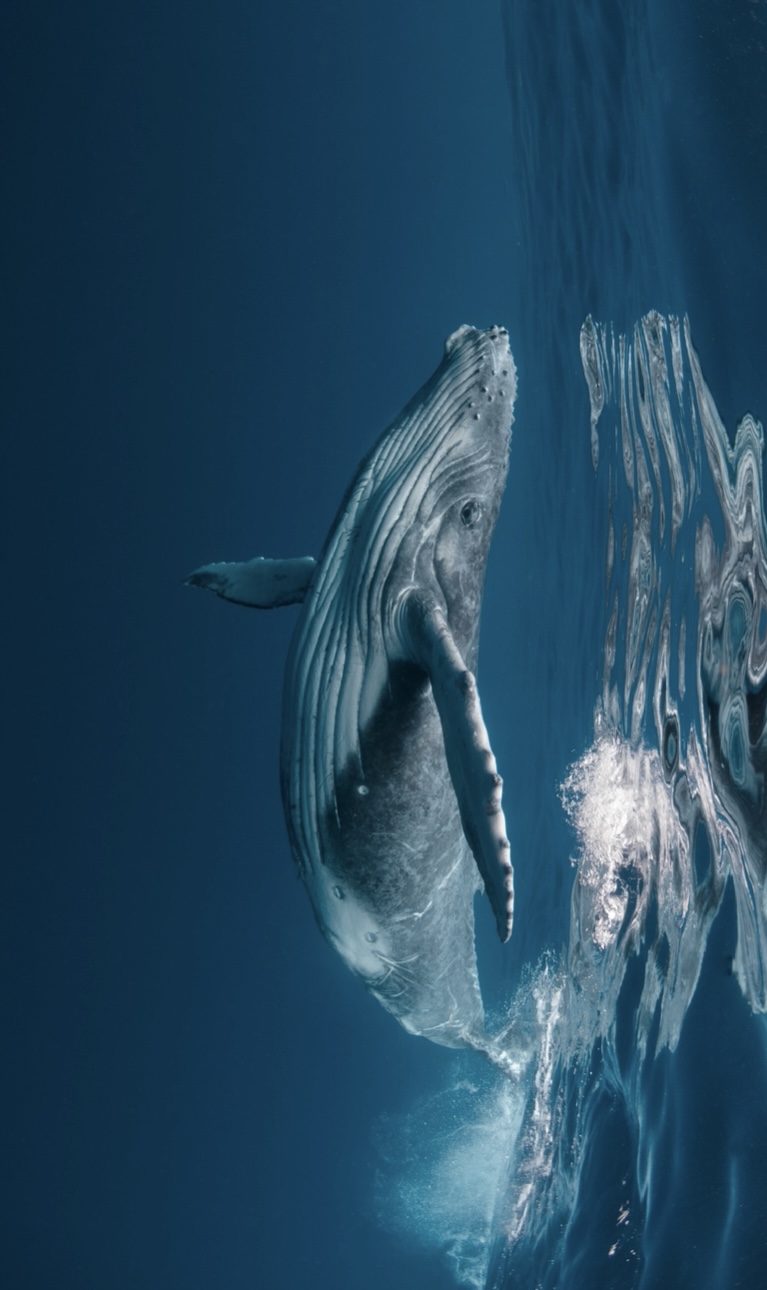 Whales Tonga trip  thumbnail