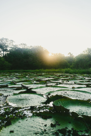 Coleção Amazônia.pdf thumbnail