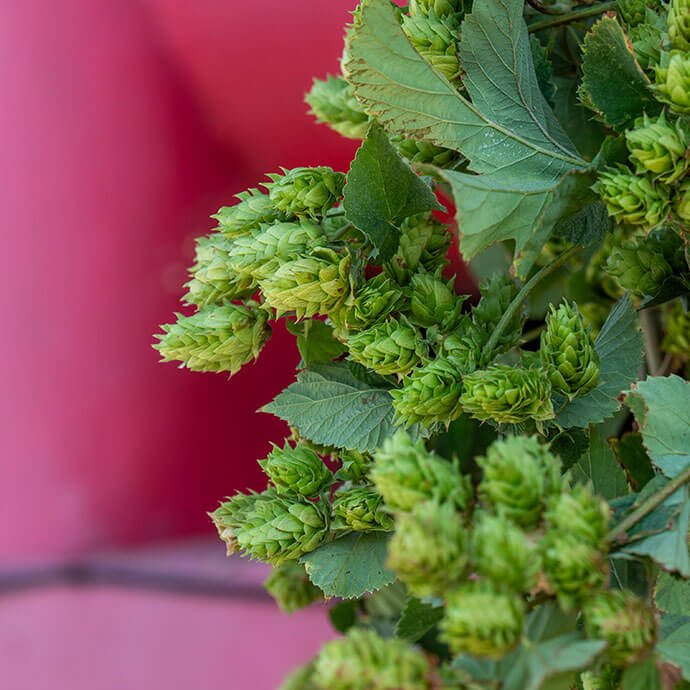 My Article on Hops for Your Skin, According to Experts | IPSY thumbnail