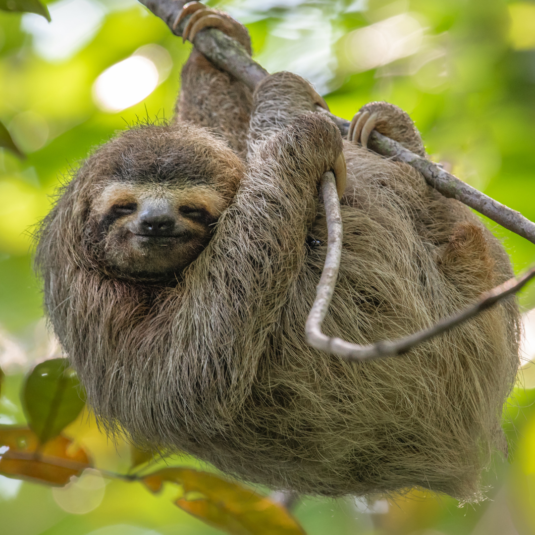 Voyage au Costa Rica avec Activmom thumbnail