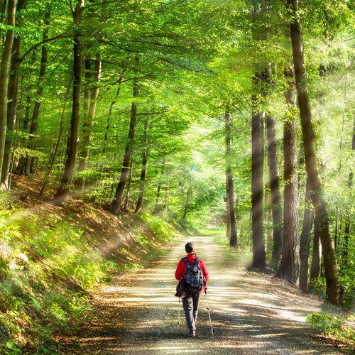 Walk with The Nature thumbnail