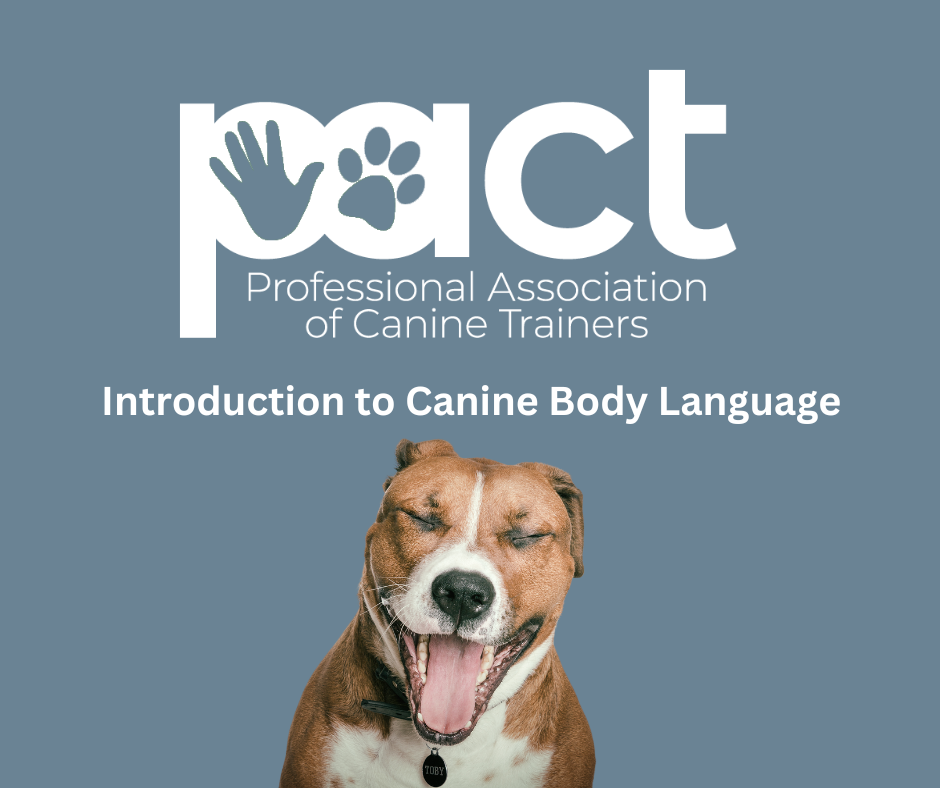 FREE Mini Course - Introduction to Canine Body Language thumbnail