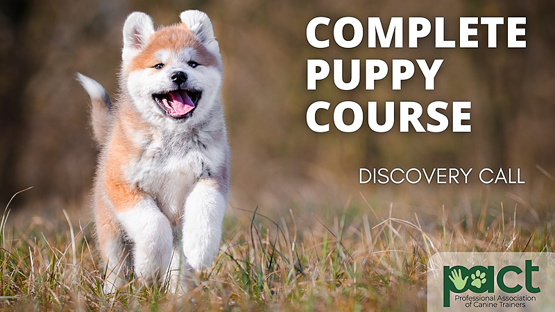 Discovery Call - Complete Puppy Course thumbnail