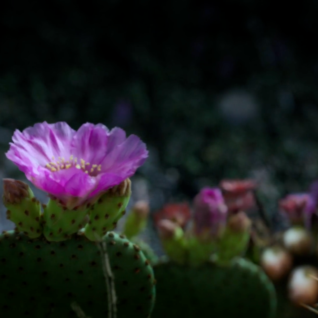 Join the Cosmic Earth School of Astrology thumbnail