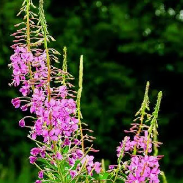 Good Fire Podcast-YourForest thumbnail