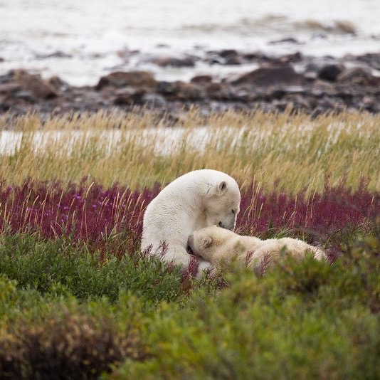 How an IPCA would Sustain Boreal Abundance in the Seal River Watershed thumbnail