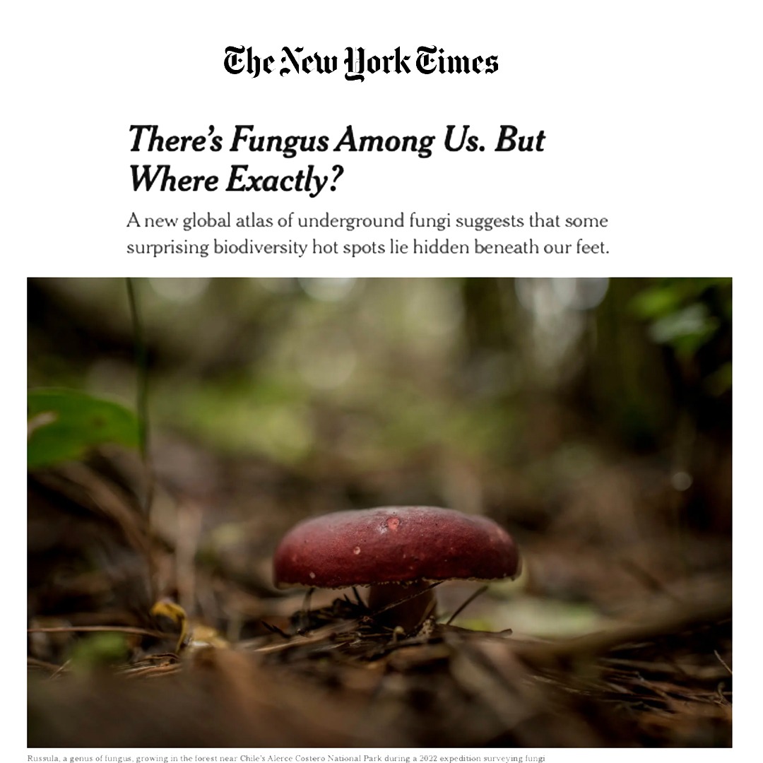 NYT: There's Fungus Among Us. thumbnail